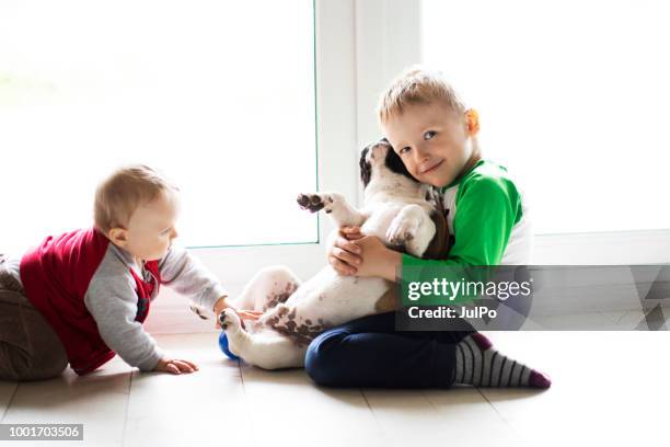 friends - cute baby bulldogs stock pictures, royalty-free photos & images