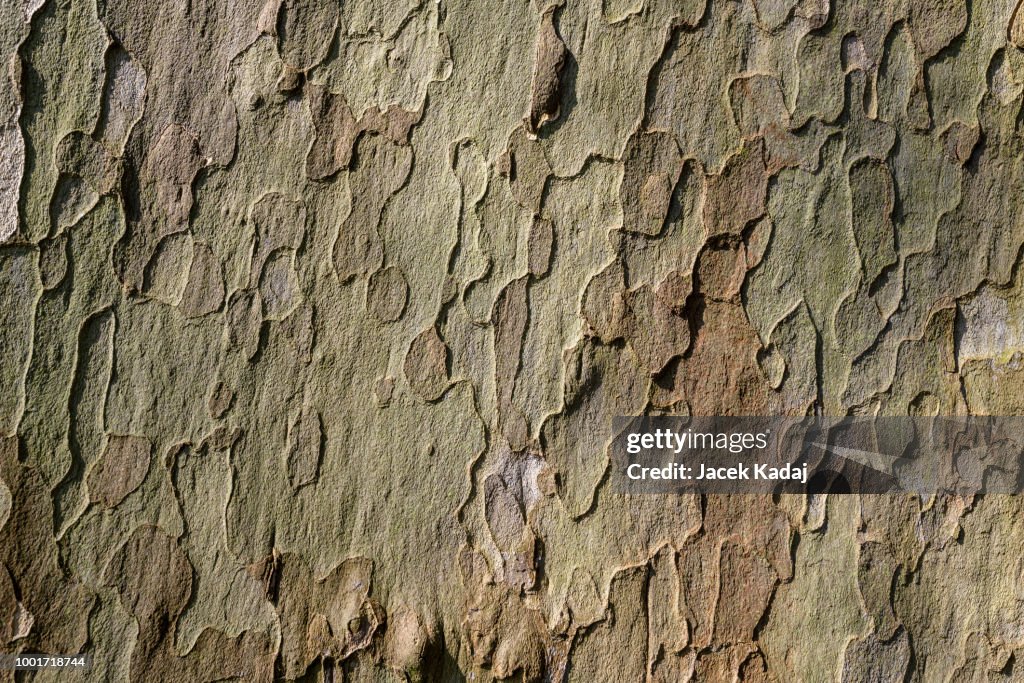 Platan tree