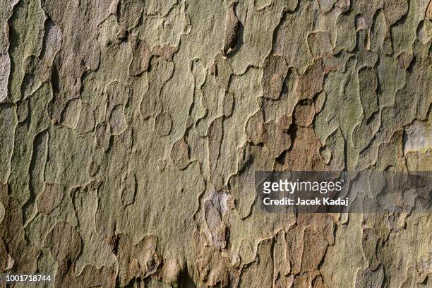 platan tree - 樹皮 個照片及圖片檔