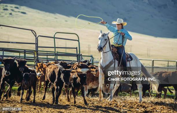 String Line Cattle Roping 2,476 Cattle Roping Stock Photos, High-Res Pictures, and Images - Getty ...