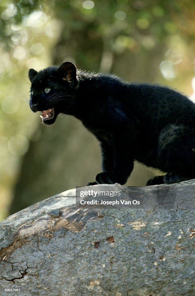 AFRICAN LEOPARD CUB