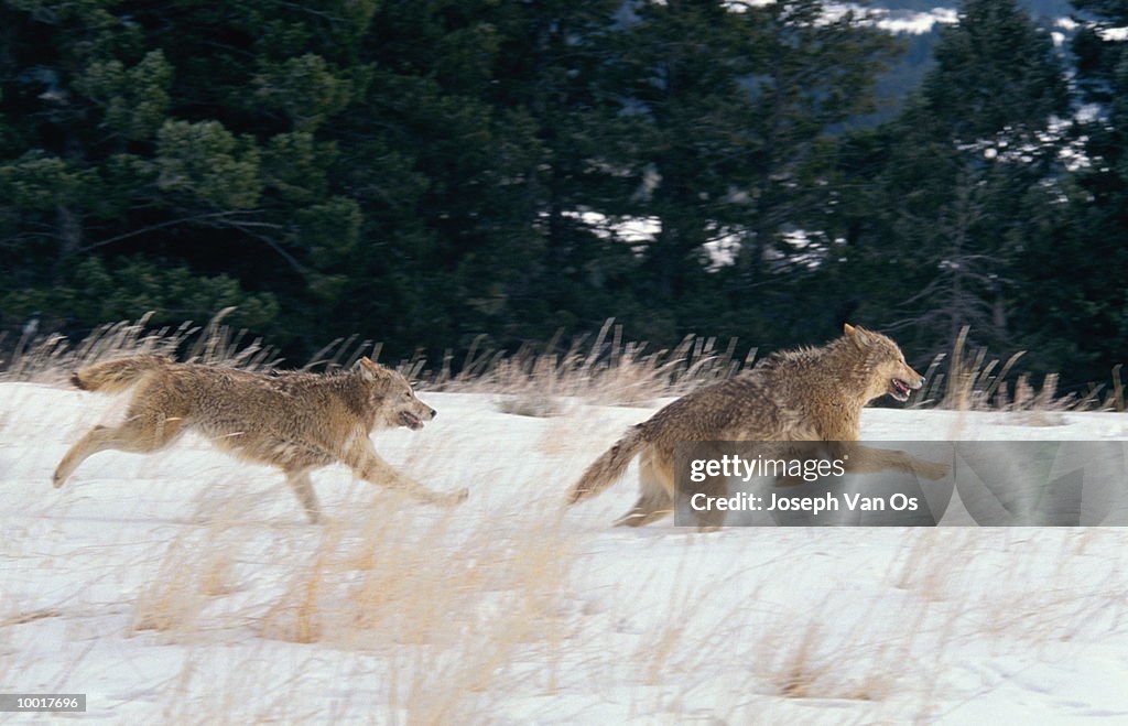 RUNNING TIMBER WOLVES FROM NORTH AMERICA