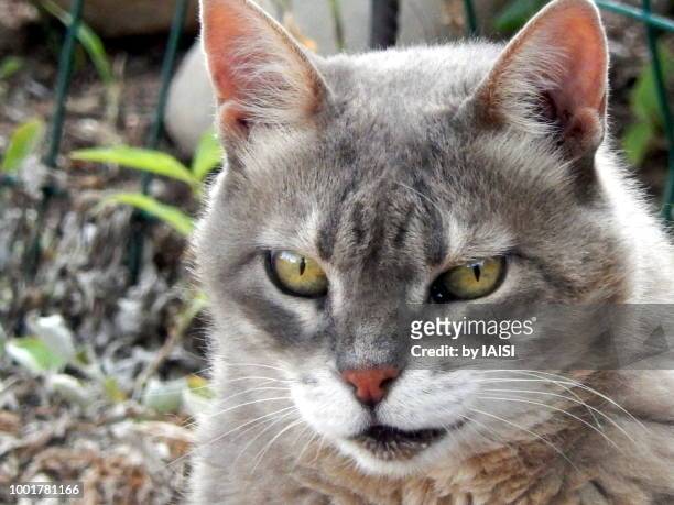 close-up portrait of the mau cat - egyptian mau stock-fotos und bilder
