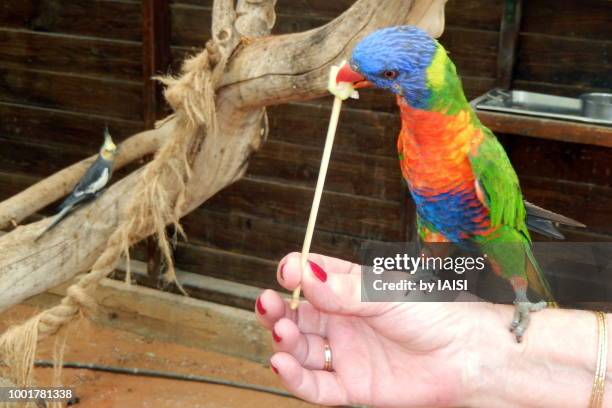 a rainbow lory being fed some apple - lori elle photos et images de collection