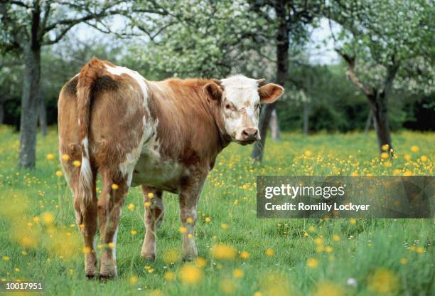 cow amongst apple trees in normandy, france - normandy stock pictures, royalty-free photos & images