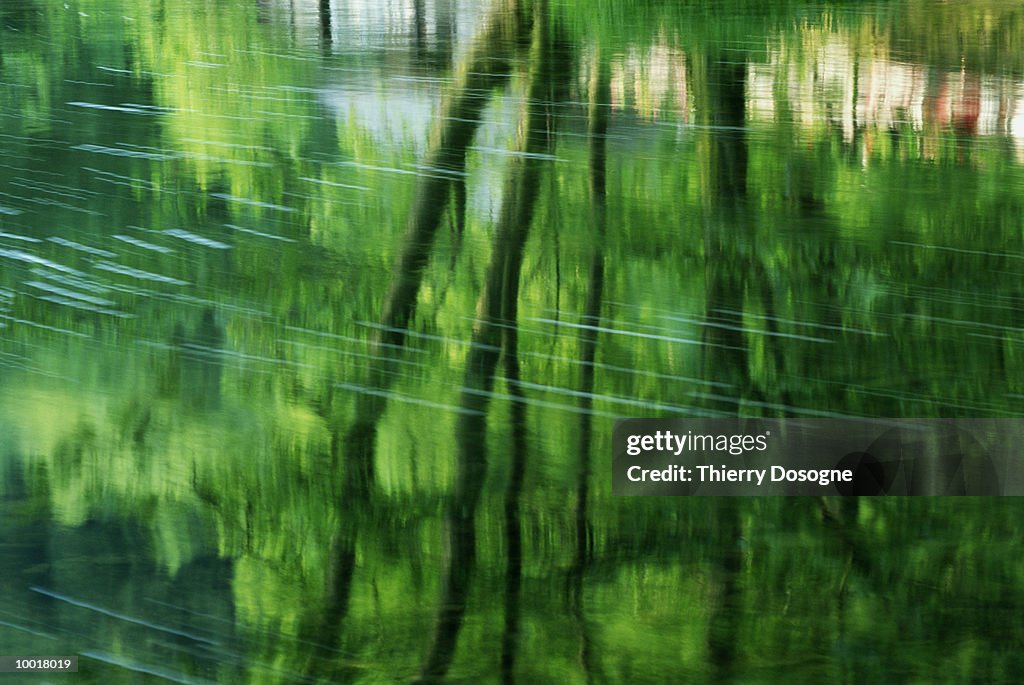 TREES REFLECTED IN WATER