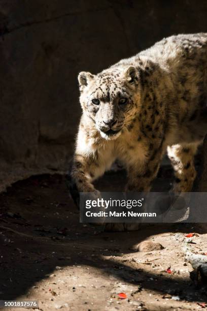 snow leopard - endangered animals stock pictures, royalty-free photos & images