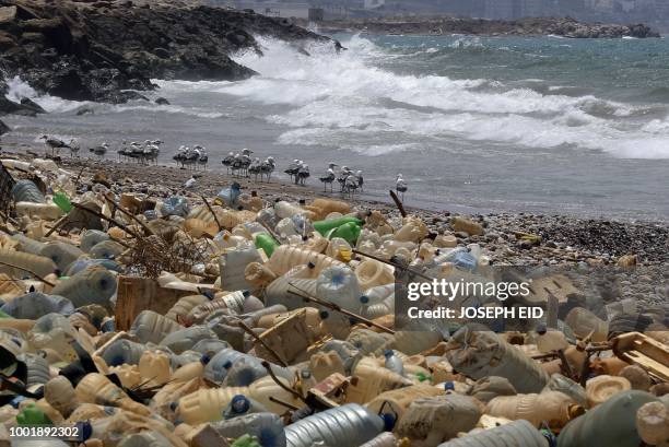 Seagulls search for food near a sewage discharge area next to piles of plastic bottles and gallons washed away by the water on the seaside of Ouzai,...