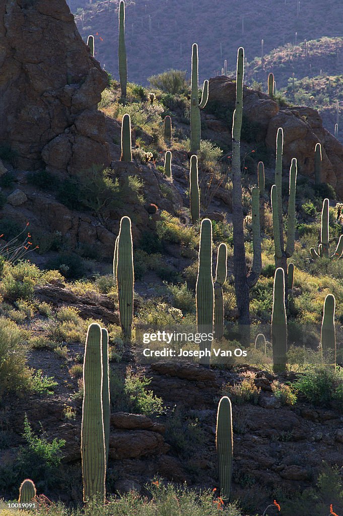 SAGUARO NATIONAL MONUMENT IN ARIZONA