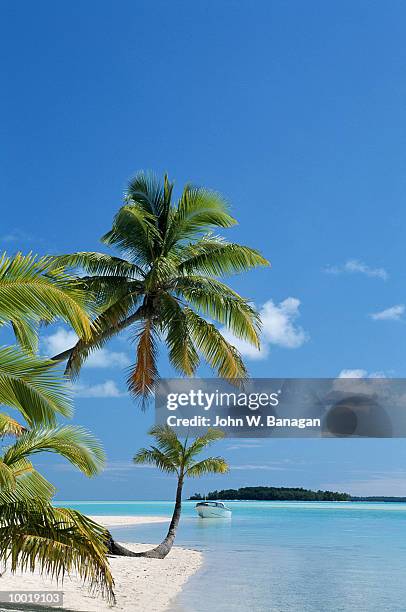 beach at aitutaki in the cook isles in polynesia - aitutaki bildbanksfoton och bilder