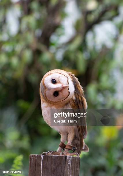 barn owl in doubt action - ave de rapiña fotografías e imágenes de stock