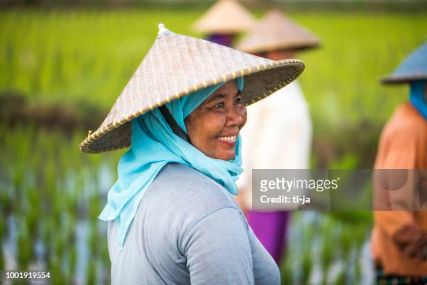 mujeres indonesias en el campo de arroz - indonesian farmer fotografías e imágenes de stock