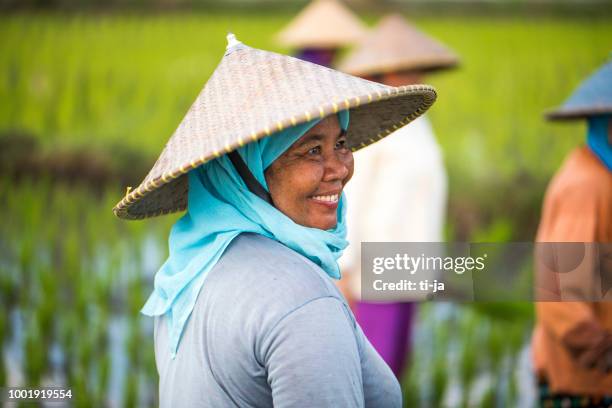 indonesian women on the rice field - indonesian farmers stock pictures, royalty-free photos & images