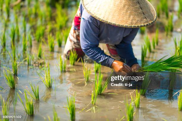 indonesian woman on the rice field - farmers work at rice farm stock pictures, royalty-free photos & images