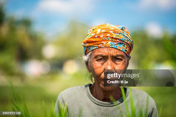 indonesische vrouw op het gebied van rijst - indonesische etniciteit stockfoto's en -beelden