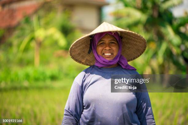 mujer de indonesia en el campo del arroz - indonesian farmer fotografías e imágenes de stock