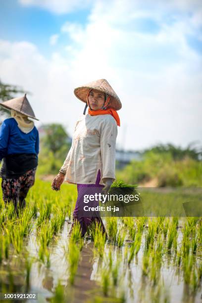 mujeres indonesias en el campo de arroz - indonesian farmer fotografías e imágenes de stock