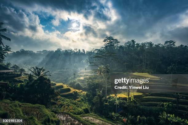 tegallalang rice terraces, bali, indonesia - bali fotografías e imágenes de stock