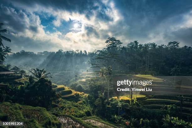 tegallalang rice terraces, bali, indonesia - terraceamento de arroz - fotografias e filmes do acervo