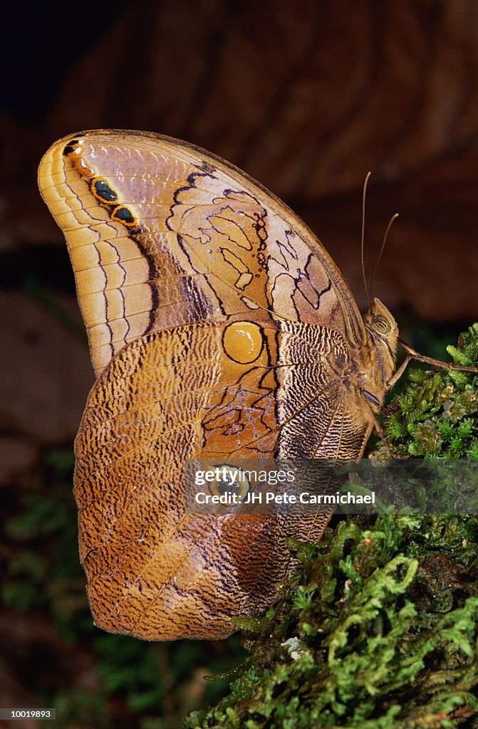OWL BUTTERFLYIN CALIGO SPAIN IN COSTA RICA