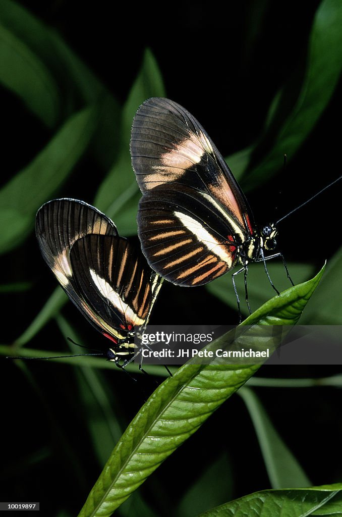 LONGWING BUTTERFLIES MATING IN SOUTH AMERICA