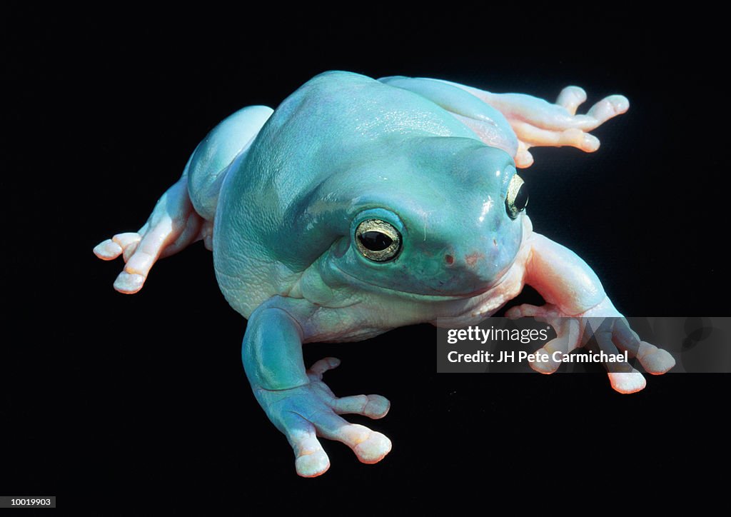 WHITE'S TREEFROG OR BLUE FROG IN NORTH & EAST AUSTRALIA