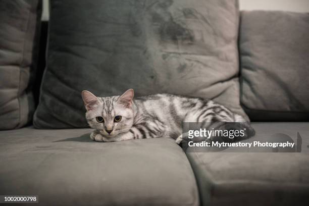 american short hair cat resting on sofa - shorthair cat stock pictures, royalty-free photos & images