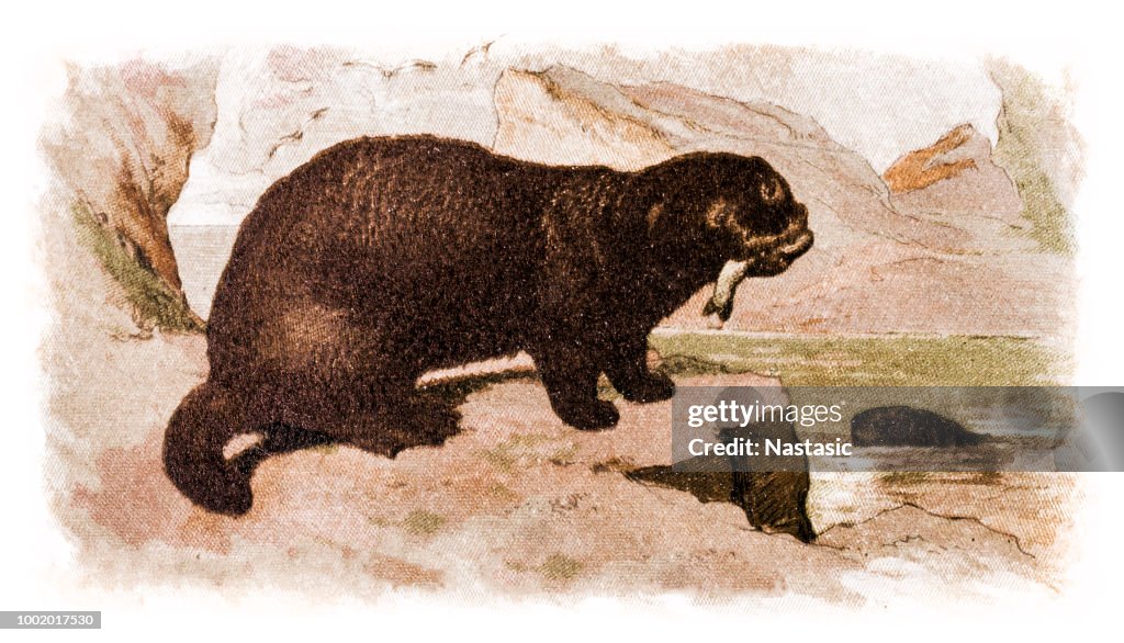 Sea otter (Enhydris marina)