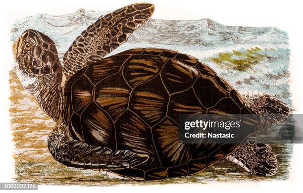 ilustraciones, imágenes clip art, dibujos animados e iconos de stock de tortuga de mar - zoo animals black and white clip art