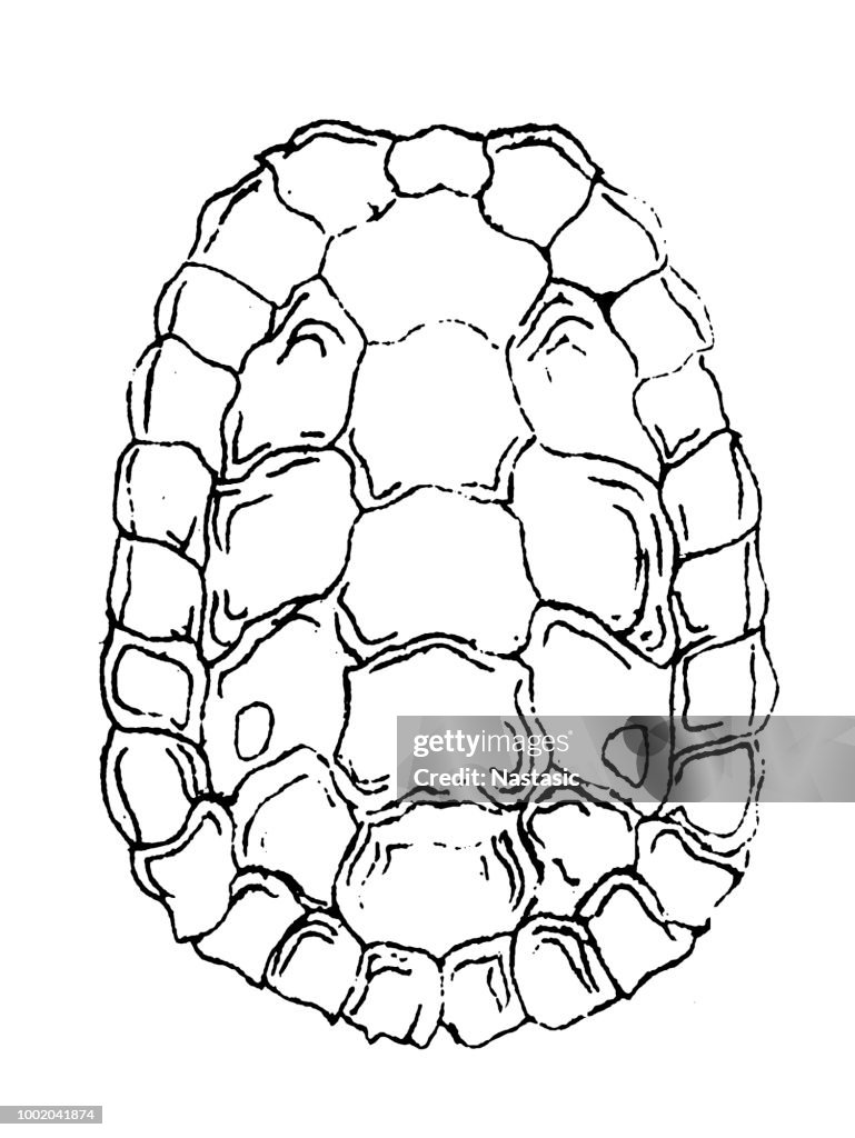 Turtle Shell Outline Turtle Shell Sketches Download Free Turtle