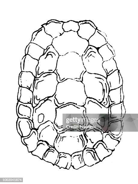 Turtle Shell Photos and Premium High Res Pictures - Getty Images