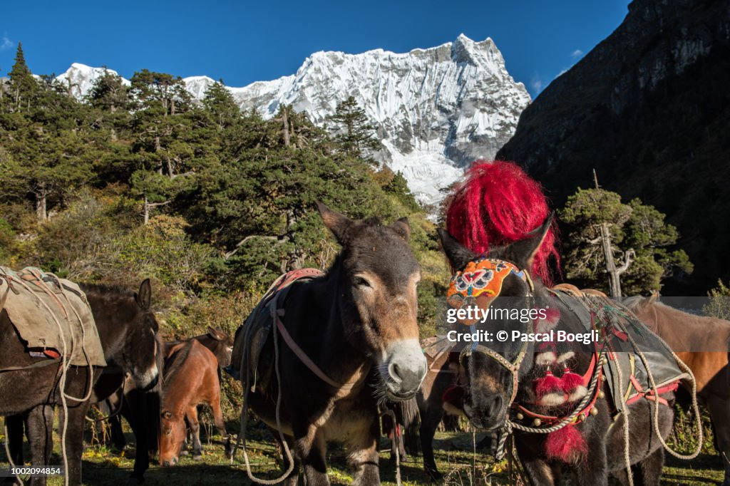 Pack animals at the foot of the Gangchhenta from Lemithang camp, Gasa District, Snowman Trek, Bhutan