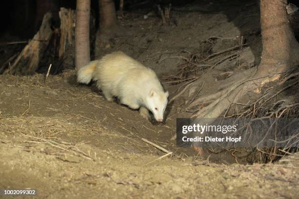 eurasian or european badger (meles meles), in front of the set, open air exposure, allgaeu, germany - holen stockfoto's en -beelden