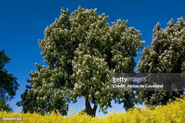 flowering horse chestnut or conker trees (aesculus hippocastanum) in a rape field (brassica napus), spring landscape in may, herzogtum lauenburg, schleswig-holstein, germany - picture of a buckeye tree stock pictures, royalty-free photos & images