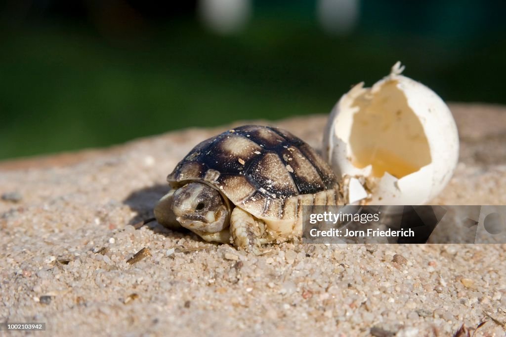 Freshly hatched Marginated Tortoise (Testudo marginata), private breeding, Hesse, Germany