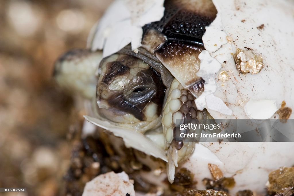 Newly hatched Marginated Tortoise (Testudo marginata), private breeding, Hesse, Germany