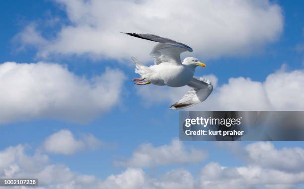 herring gull (larus argentatus), vogelfluglinie, route between puttgarden and roedby, puttgarden, fehmarn, germany - fehmarn stock pictures, royalty-free photos & images