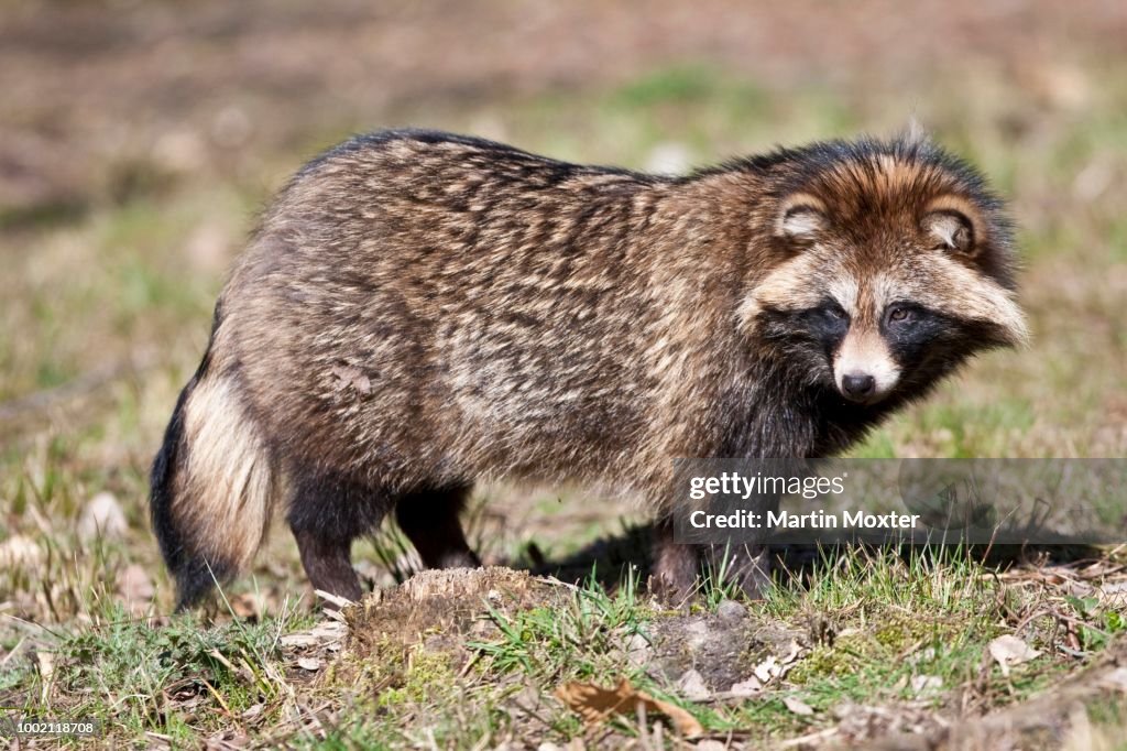 Raccoon Dog (Nyctereutes procyonoides), Hesse, Germany