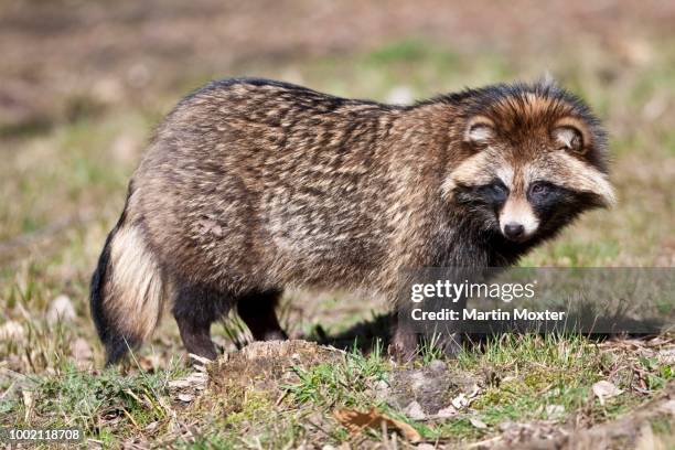 Raccoon Dog Hesse Germany, 照片檔