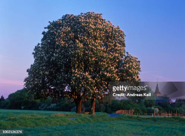 flowering horse-chestnut or conker tree (aesculus hippocastanum), dawn, libur, north rhine-westphalia, germany - picture of a buckeye tree - fotografias e filmes do acervo