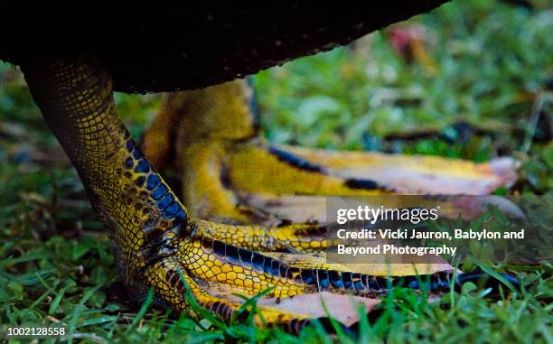 94 Duck Foot Print Stock Photos High Res Pictures And Images Getty 94-duck-foot-print-stock-photos-high-res-pictures-and-images-getty