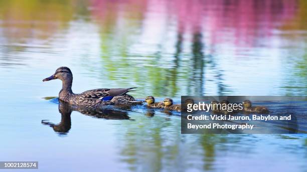 spring reflection in water and duckling family swim - duckling stockfoto's en -beelden