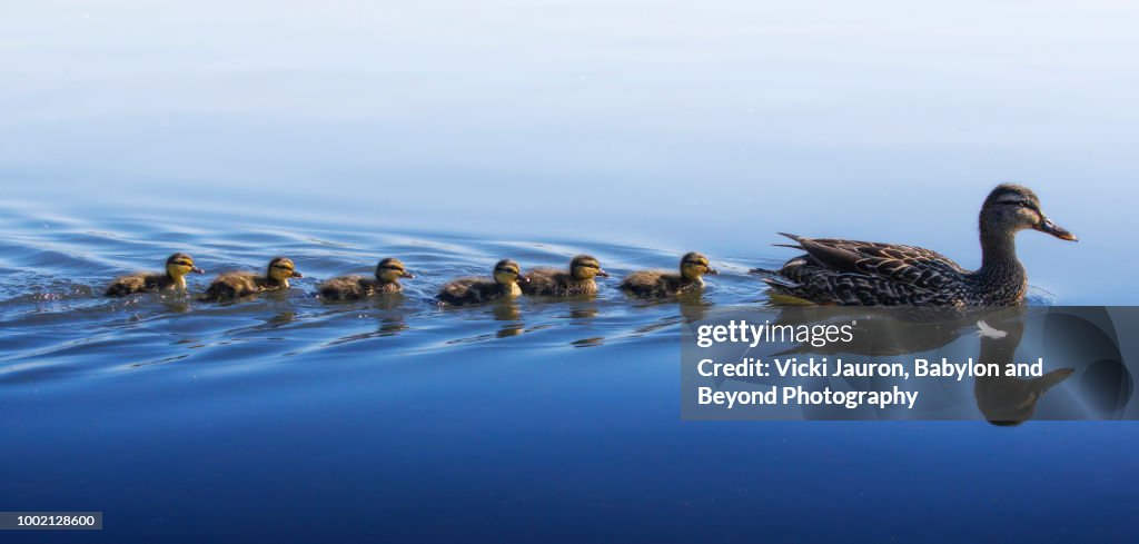 Panorama in Blue of Duckling Family Swim