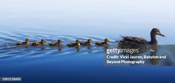 panorama in blue of duckling family swim - duck bird stock pictures, royalty-free photos & images