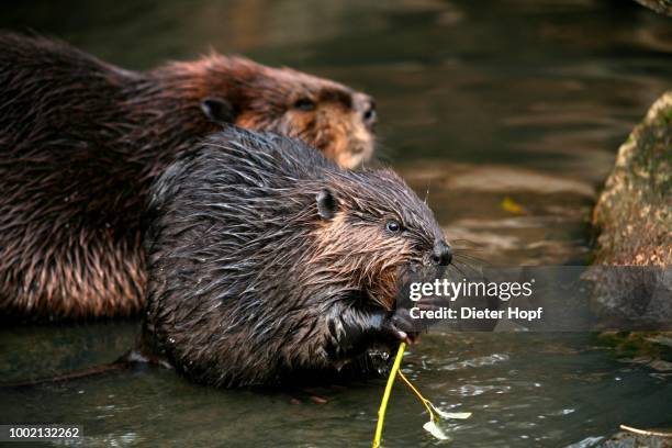 beaver (castor fiber), juvenile feeding on branch, bad mergentheim outdoor enclosure, baden-wuerttemberg, germany - biber stock-fotos und bilder
