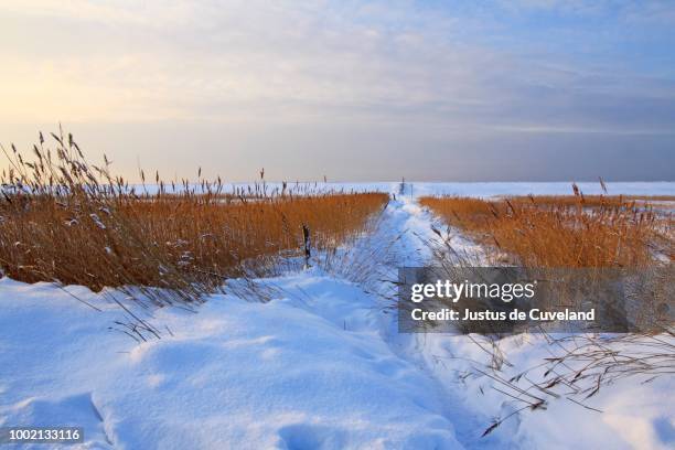 snow covered coastal landscape with reed and dike in winter, naturschutzgebiet wallnau nature reserve, fehmarn island, baltic sea coast, schleswig-holstein, germany - fehmarn - fotografias e filmes do acervo