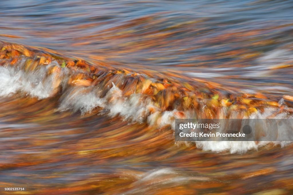 Colourful autumn leaves floating in the waves of the Baltic Sea after a storm, Island of Ruegen, Mecklenburg-Western Pomerania, Germany