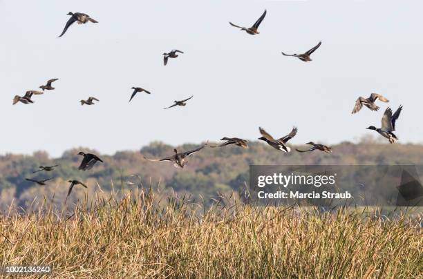 ducks rising from the marsh - marsh stock pictures, royalty-free photos & images