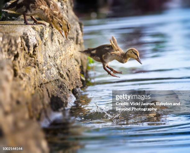 mallard ducklings leaping into the water at argyle lake, babylon, long island - ducklings bildbanksfoton och bilder