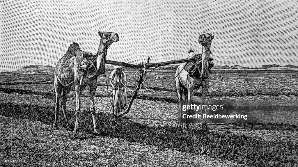 Camels plowing in Egypt in 1895